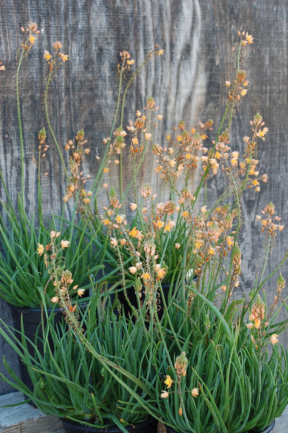 Plant image