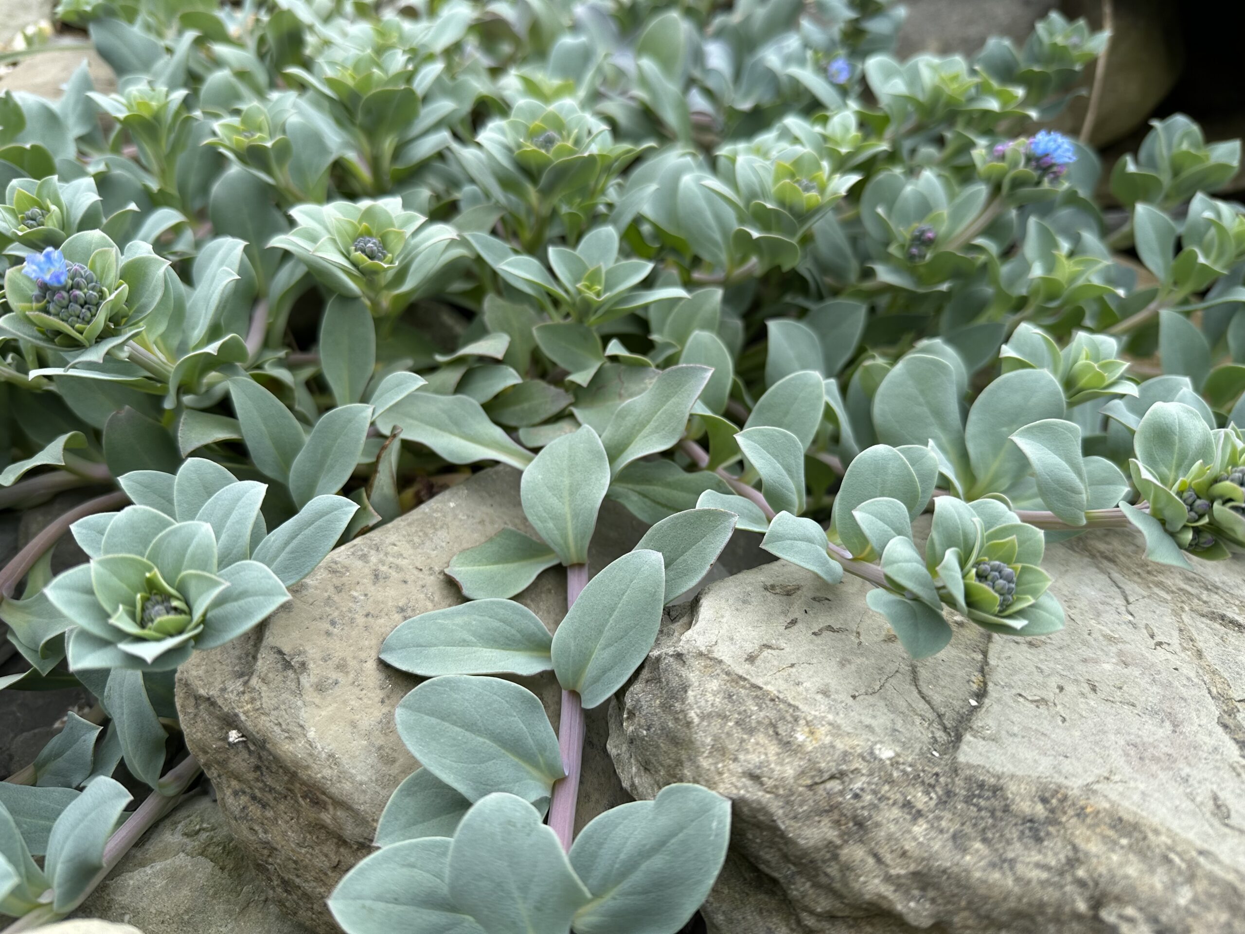 Plant image