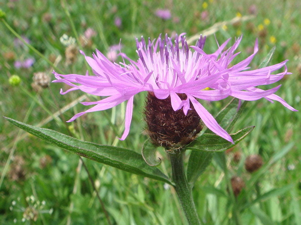 Plant image