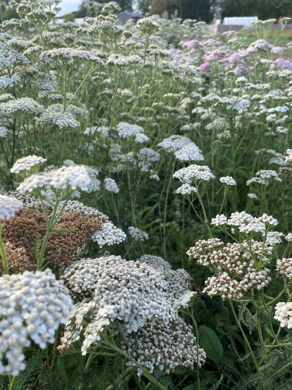 Plant image