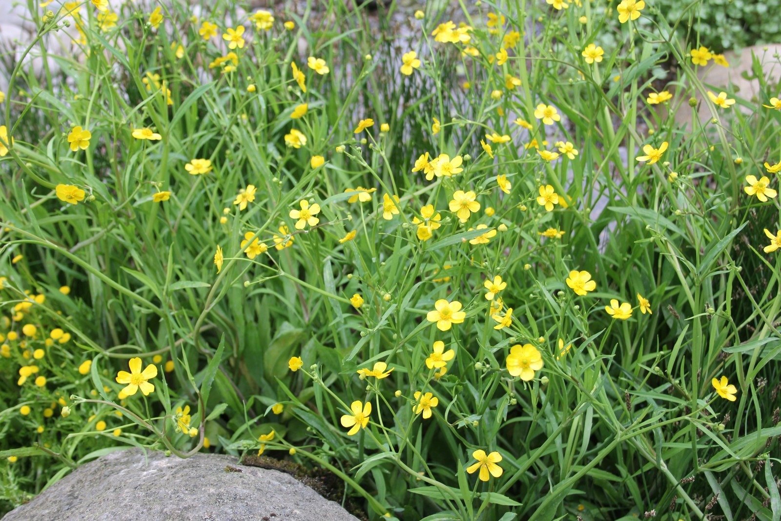Plant image