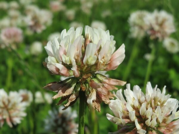 Plant image
