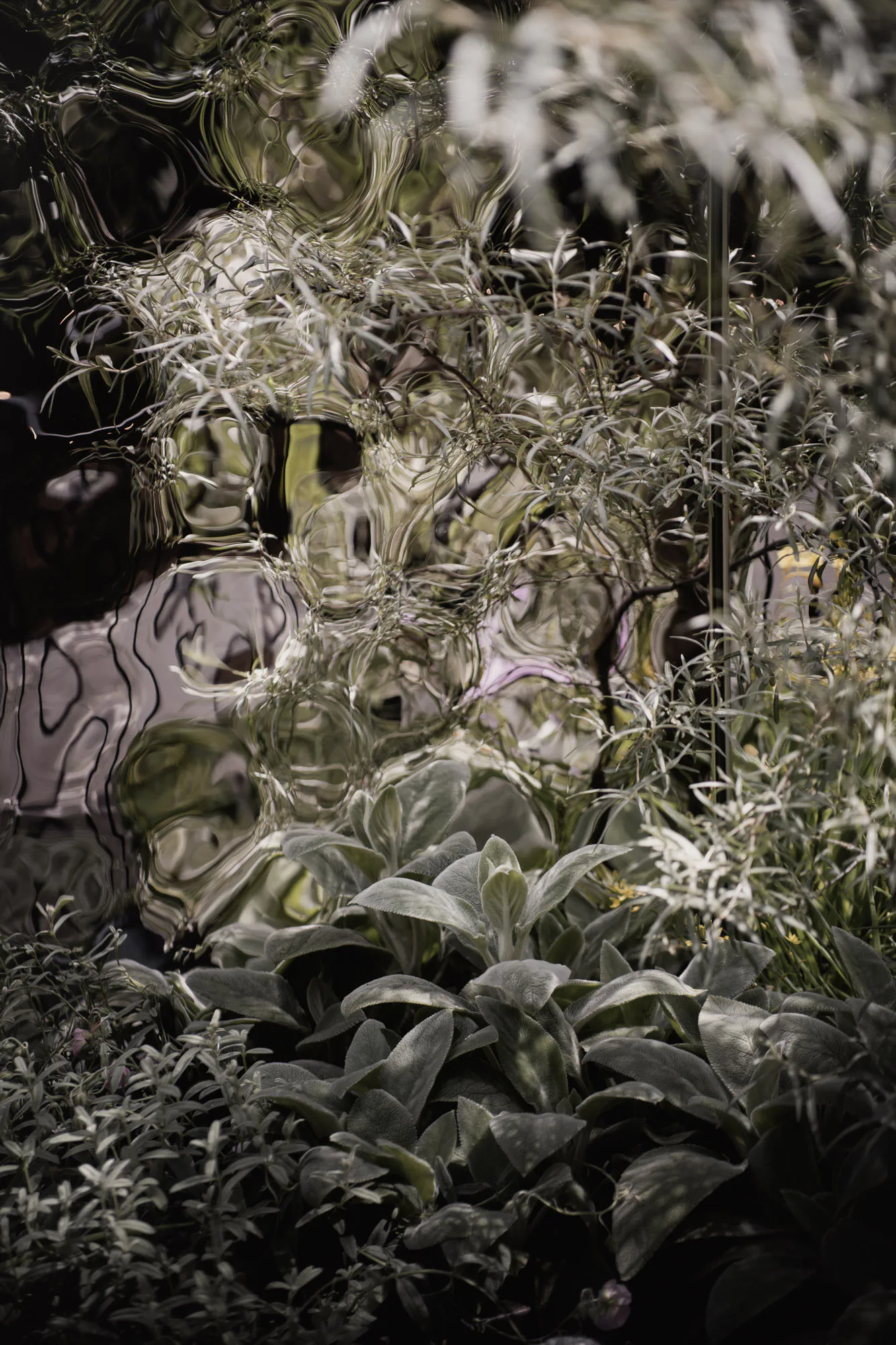 Lamb's ears and silver foliage reflected in the rippled cladding