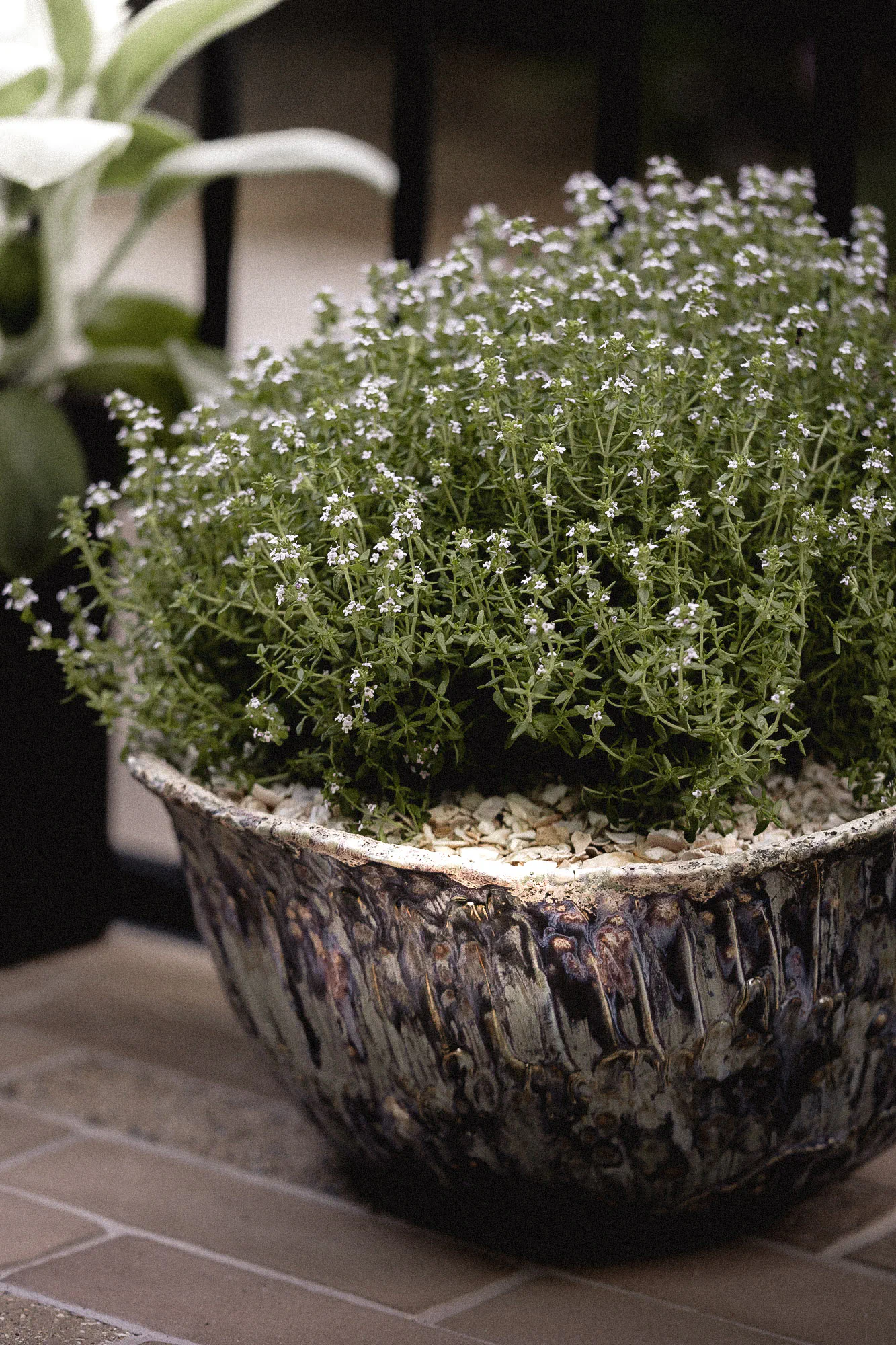 Flowering thyme in a handmade shell pot topped with crushed shells
