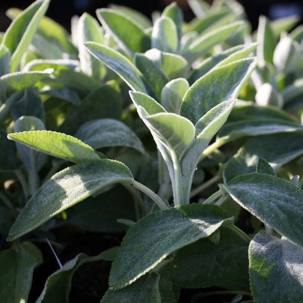 Lamb's ears 'Big Ears', with soft, silvery felted leaves