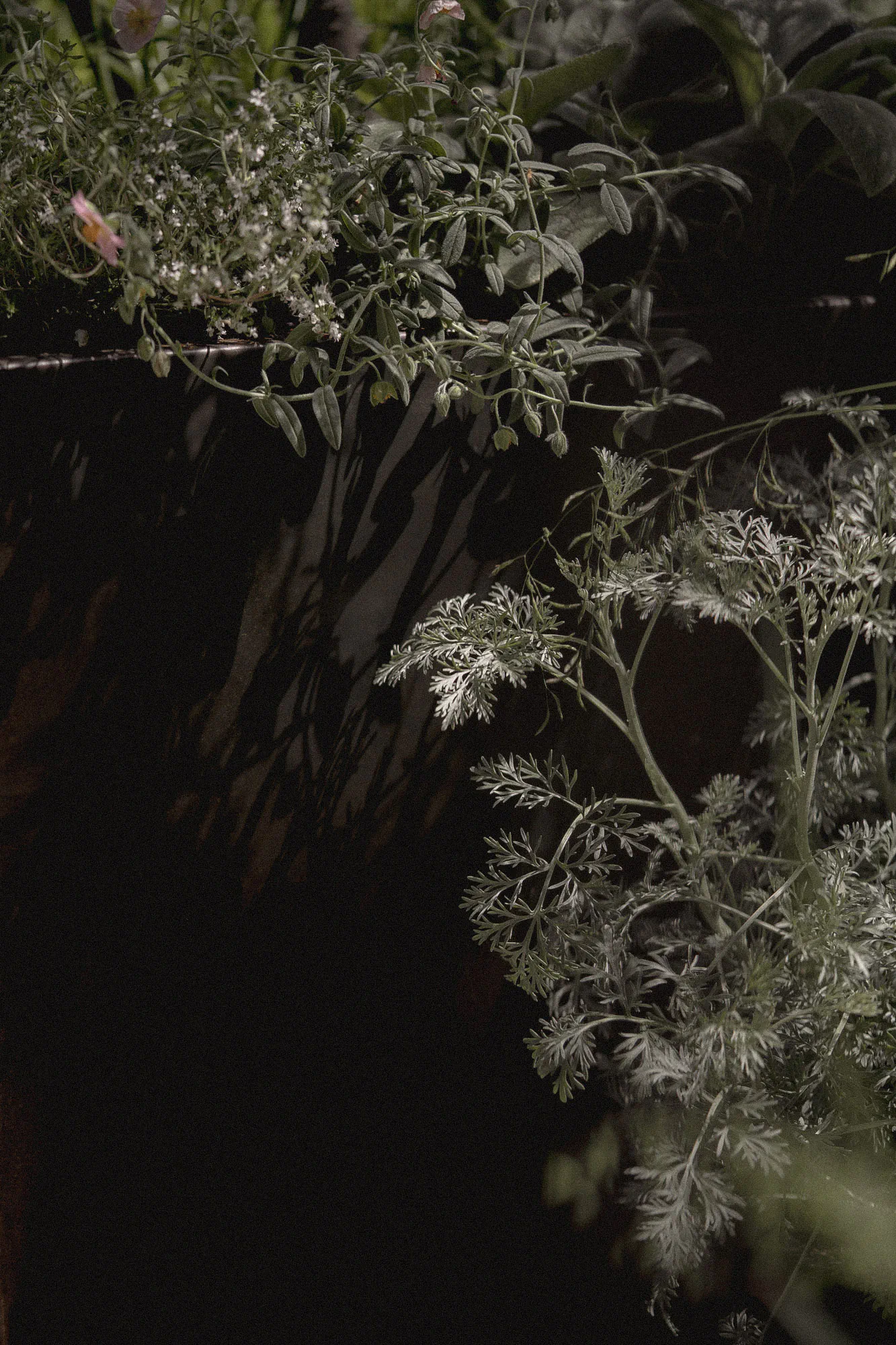 Silvery artemisia and trailing herbs against a dark steel planter