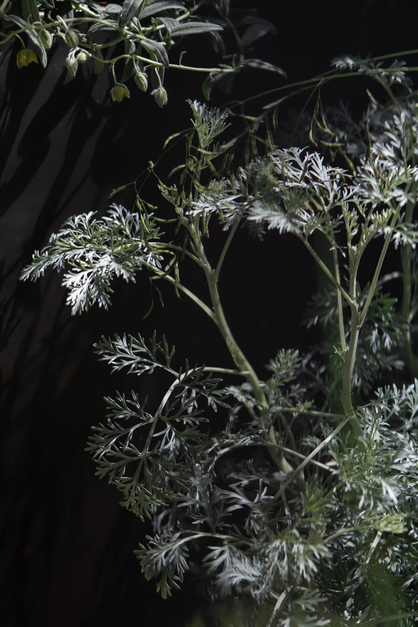 Silvery artemisia and trailing herbs against a dark steel planter