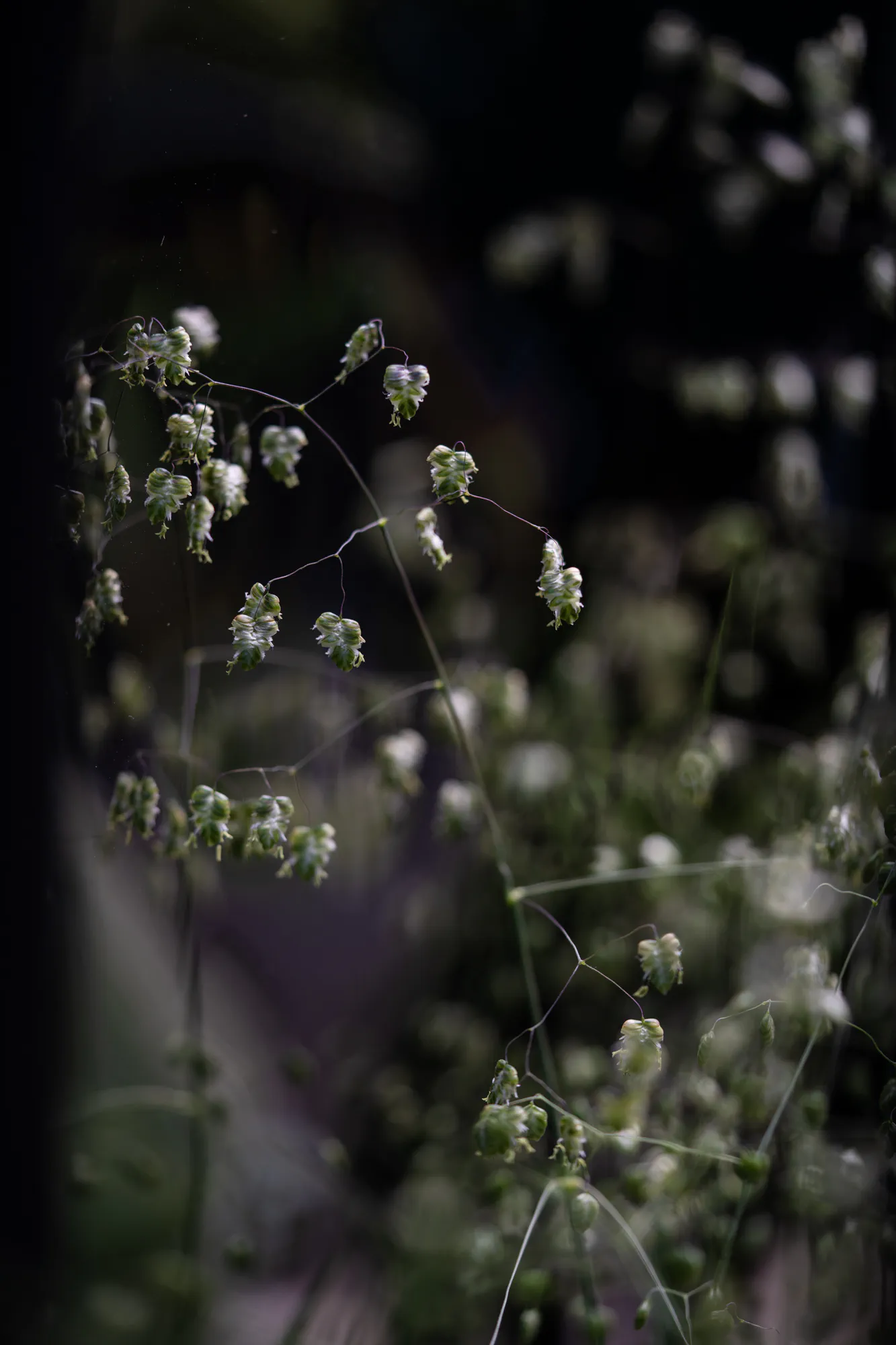 Quaking grass seed heads against a dark background