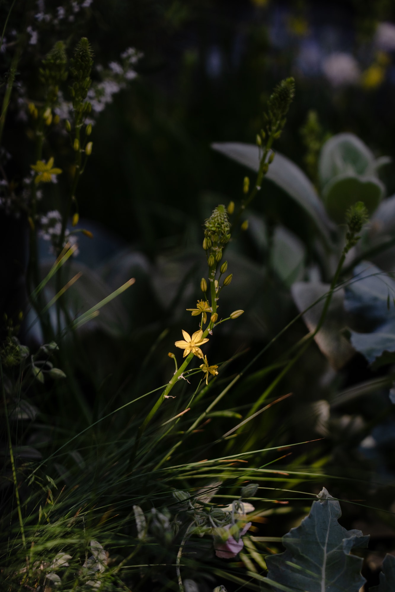 Plant image