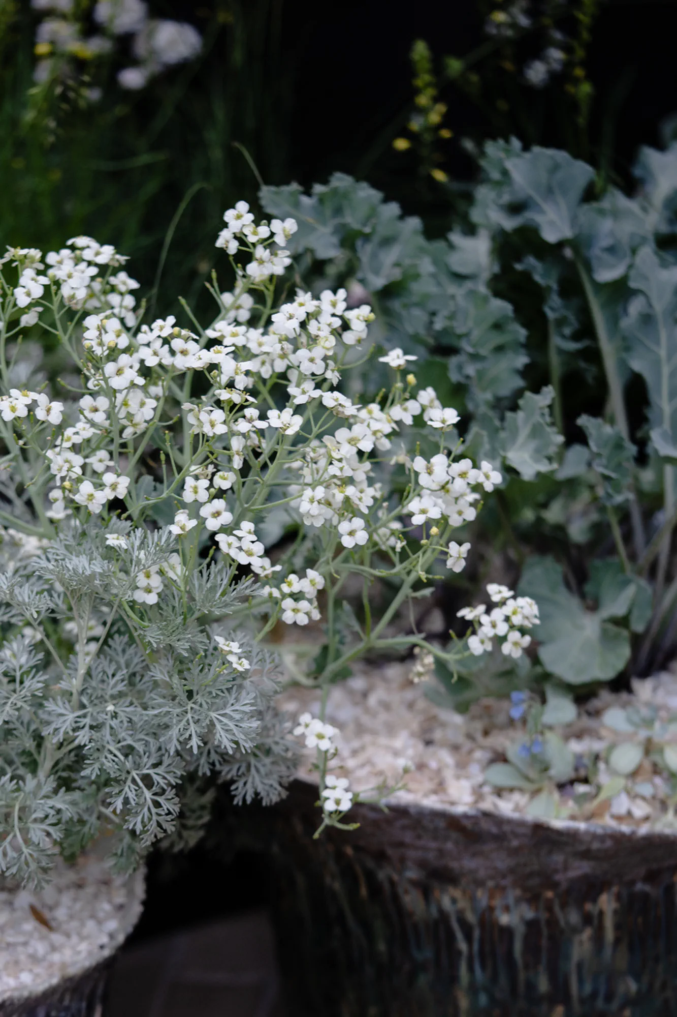Artemisia and flowering sea kale in handmade shell pots