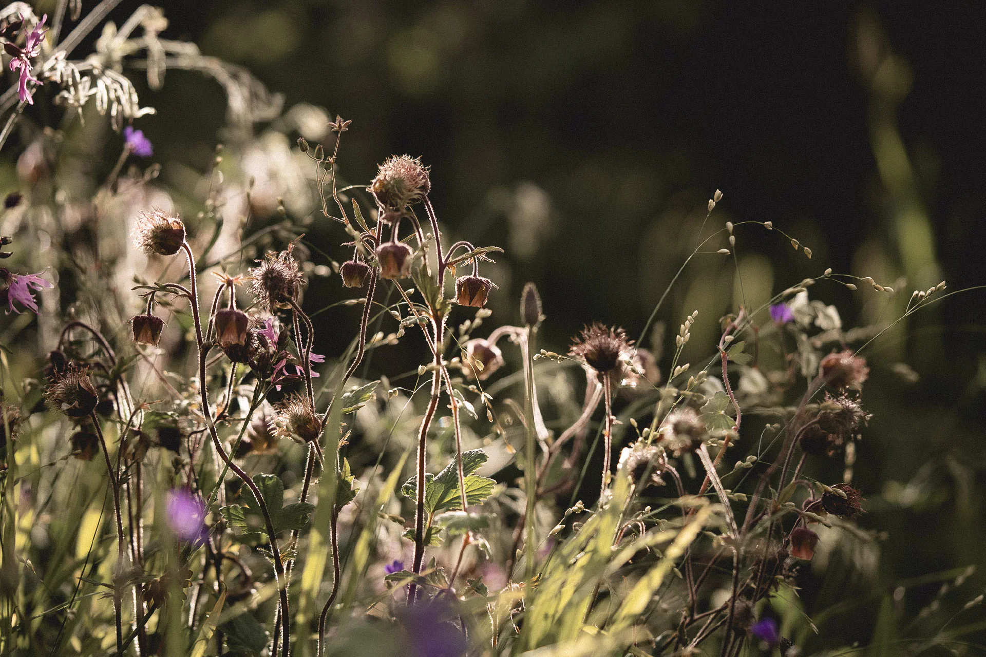 Water avens seed heads backlit against dark woodland