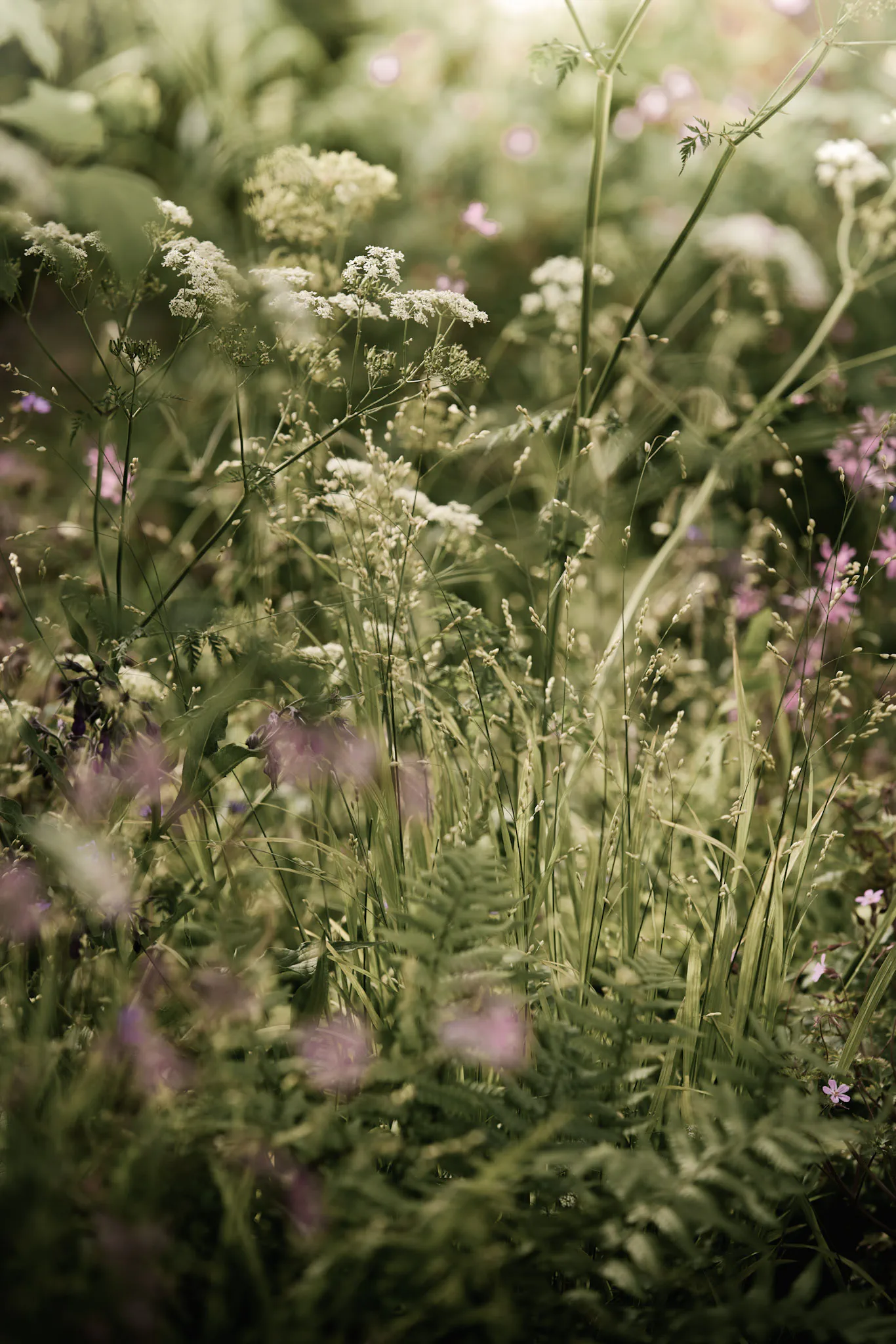 Cow parsley, grasses, ferns and red campion in the woodland planting