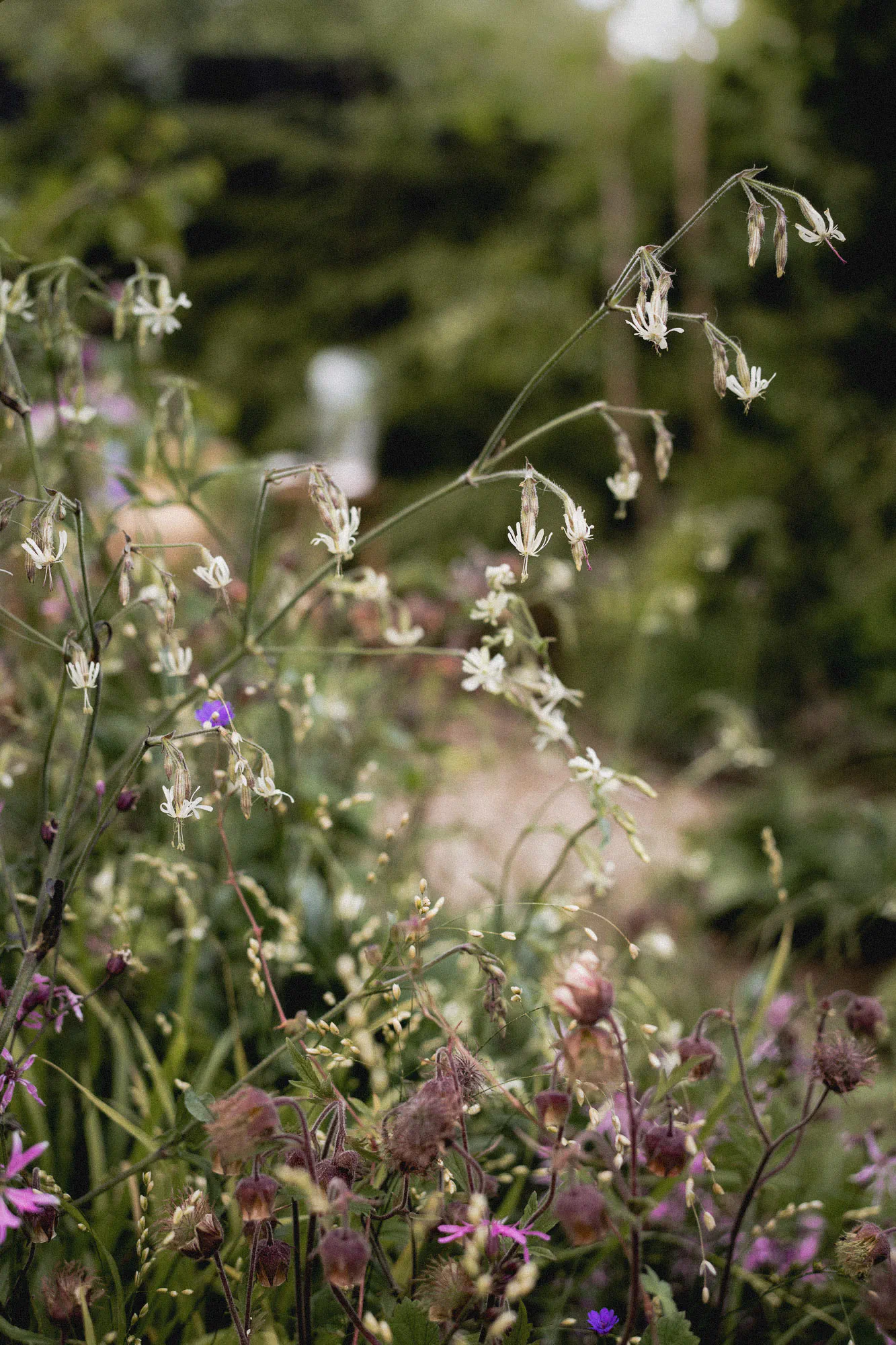 Nodding white campion and dusky water avens, with the garden path beyond
