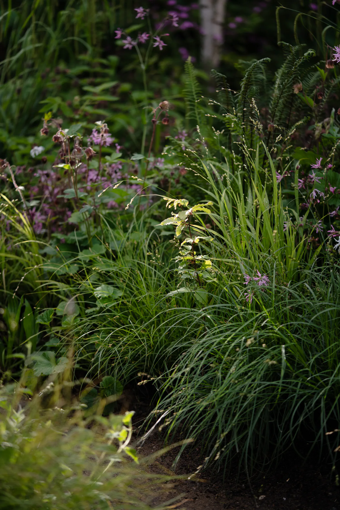 Sedges and grasses edging a woodland path, with red campion and ferns behind