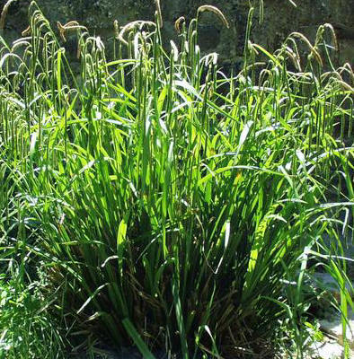 Plant image