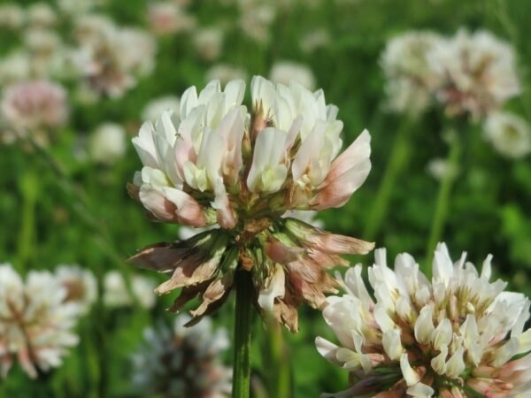 Plant image